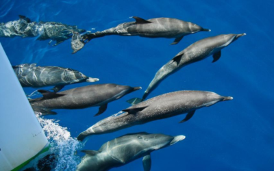 🐬 Où voir les dauphins en Martinique ? Les meilleurs endroits pour les observer en liberté