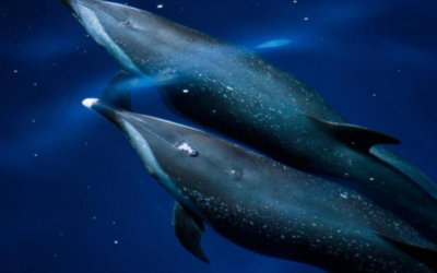 🐬 Quelle est la meilleure excursion pour voir les dauphins en Martinique ?