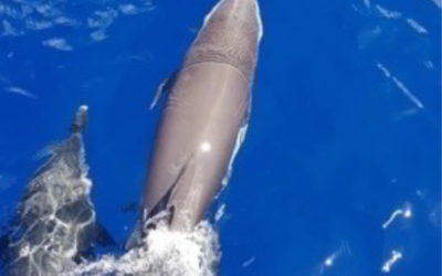 🐬 Recherche des dauphins en Martinique : quelle excursion choisir ? | Sun Loisirs