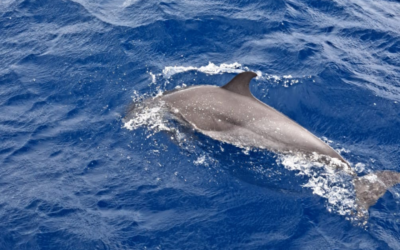 Découvrez les dauphins en Martinique lors d’une excursion en catamaran ou en bateau à moteur